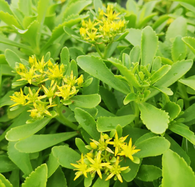 宜都市泉水河村：一株救心菜，如何炒制振兴“硬菜”？