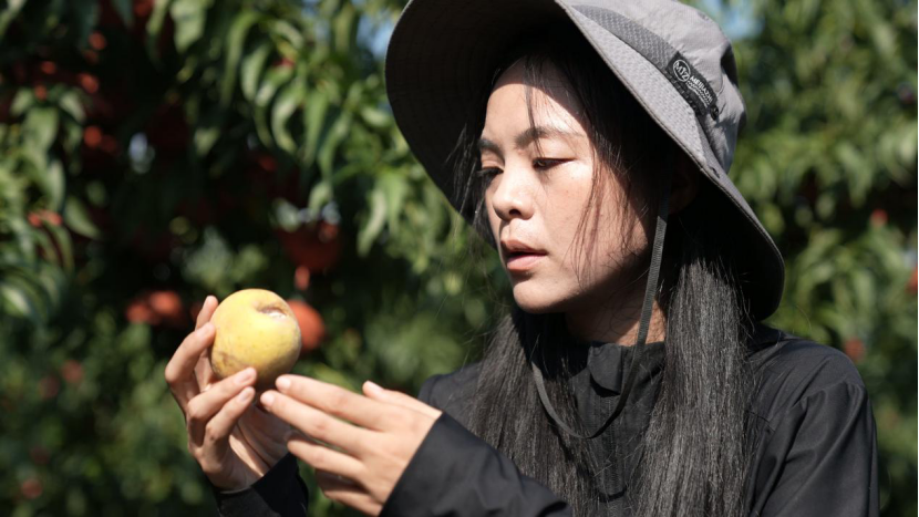 襄阳枣阳：“桃乡女孩”包雪的“桃花”缘