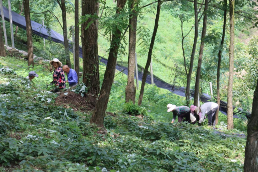襄阳保康：高矮结合 林下经济实现“一地多收”