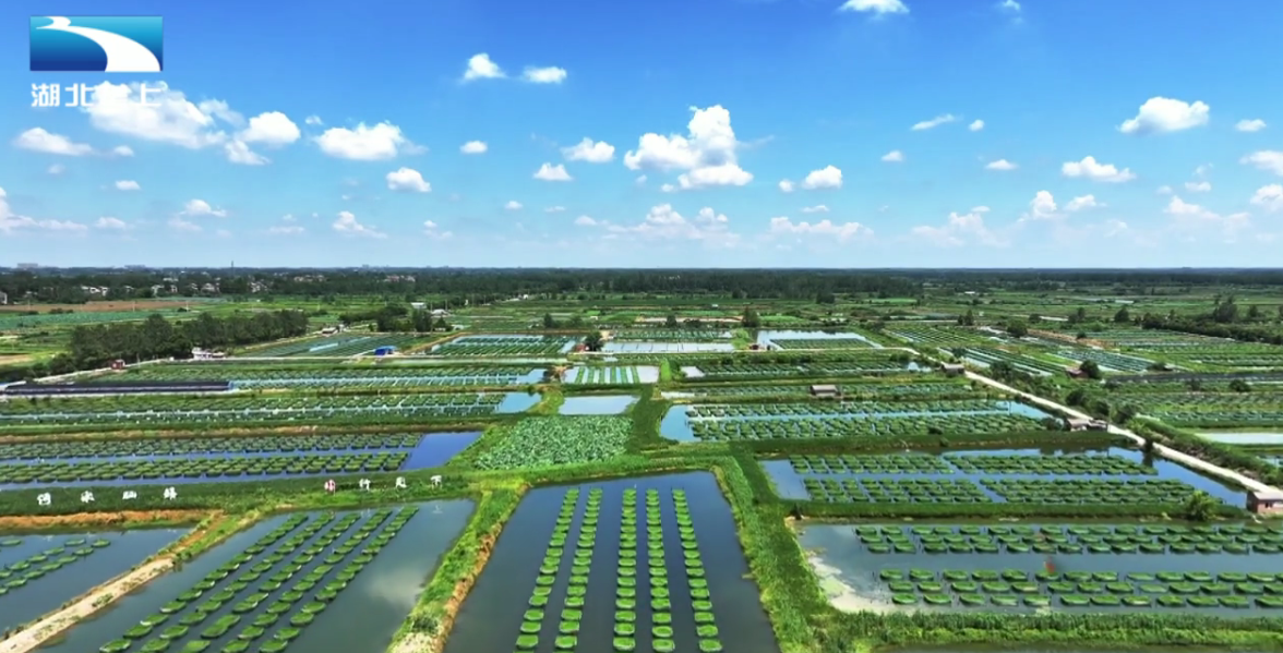 长江畔的亿元村：“中国养鳝第一村”的振兴密码