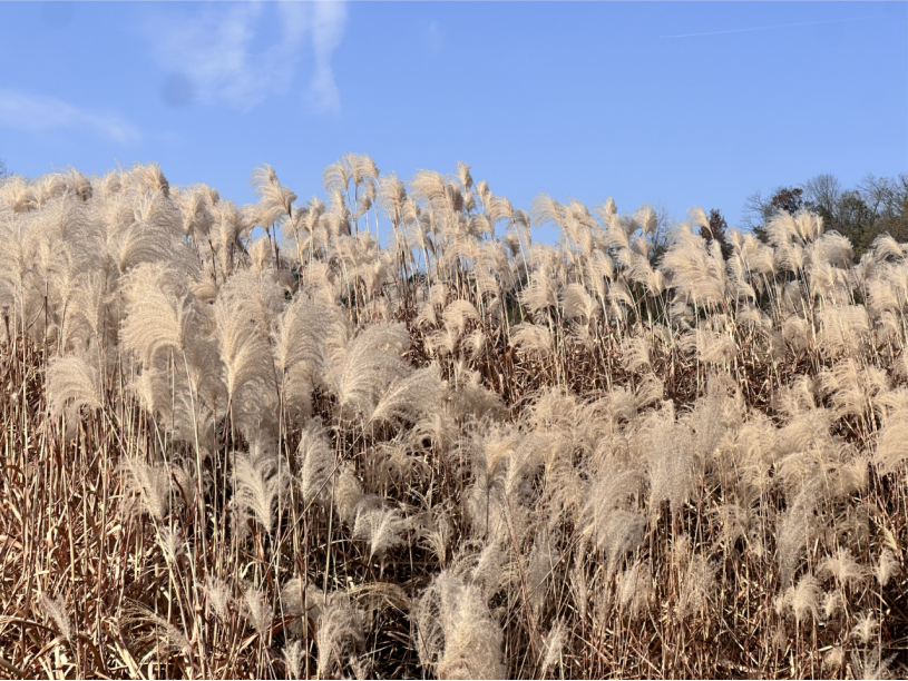 咸宁咸安：百亩野生芦苇意外走红 一个小村庄的美丽烦恼