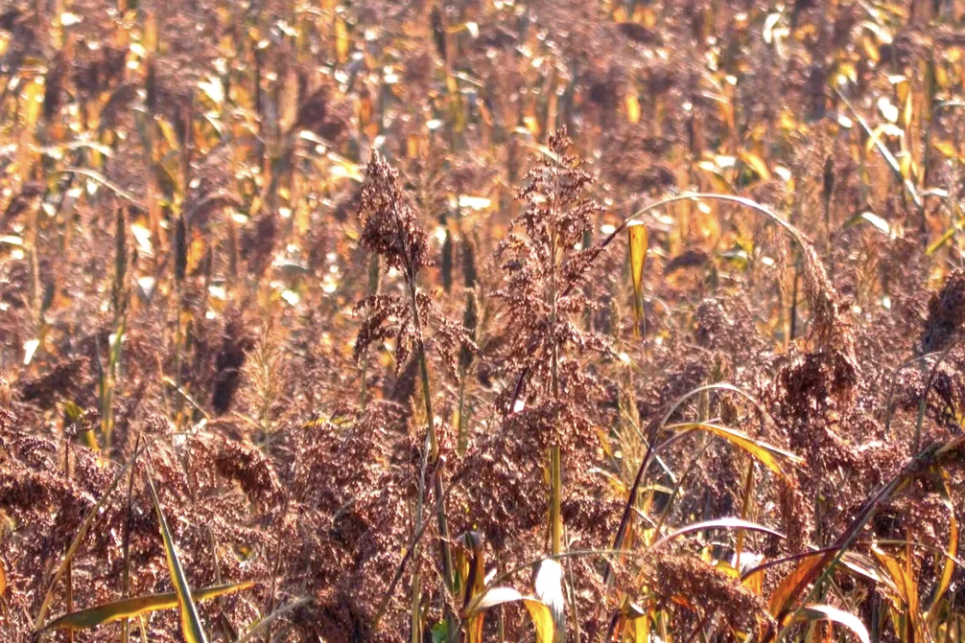 孝感安陆：诗意白兆，今年红了！
