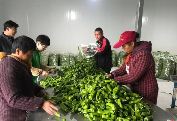 黄冈麻城：田间工坊“链”出致富经 彭店村变身“共富样板间”