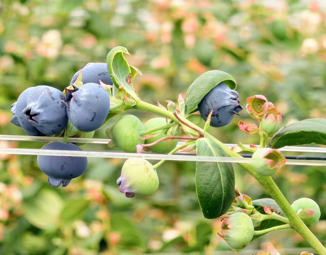 湖北早春这口“鲜”，够硬！