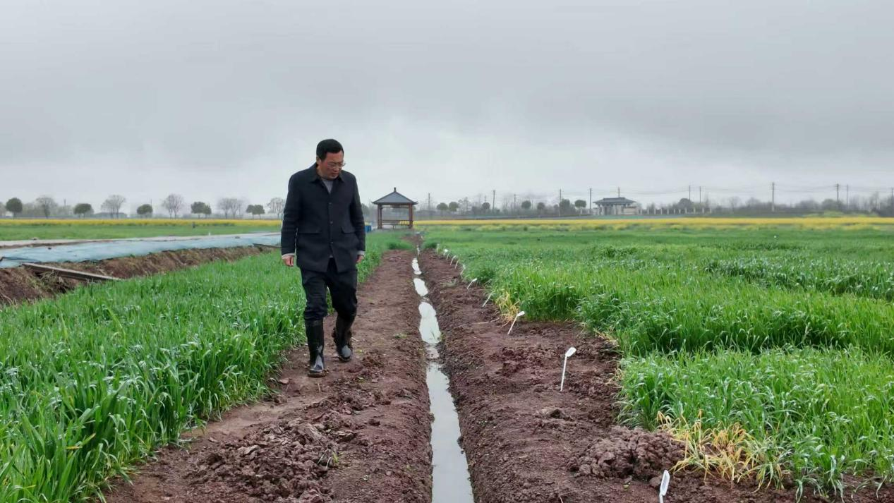 应对连续阴雨 专家支招防治小麦渍害及病虫害